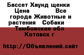 Бассет Хаунд щенки › Цена ­ 20 000 - Все города Животные и растения » Собаки   . Тамбовская обл.,Котовск г.